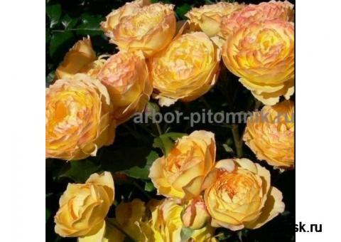 Саженцы роз из питомника с доставкой по Москве, розы в горшках