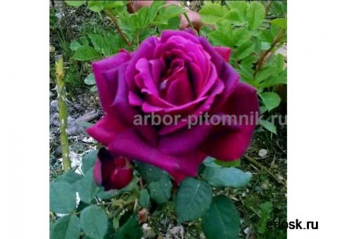 Саженцы кустовых роз из питомника, каталог роз в большом ассортименте в питомнике Арбор