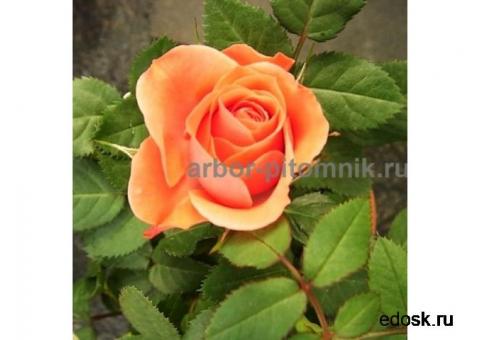 Саженцы кустовых роз из питомника, каталог роз в большом ассортименте в питомнике Арбор