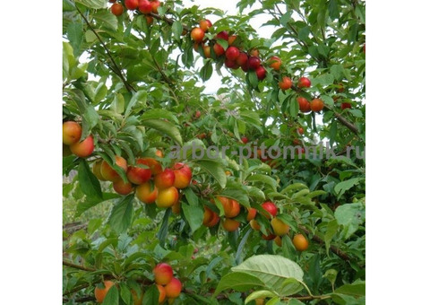 Плодовые деревья и плодовые крупномеры (большемеры) взрослые деревья из питомника