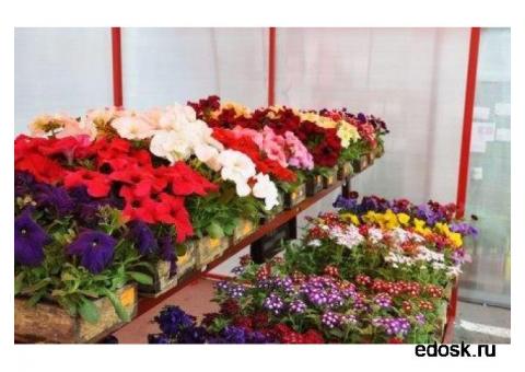 Торговля оптовая цветами и растениями